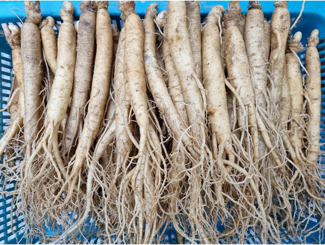 6년근 삼계탕1kg(50-80뿌리)/751g(21-40뿌리) 튀김갈비탕 백숙업소용 무료택배세척 현대만석인삼사, 751g, 9세트