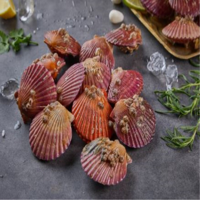 살롱푸드 산지직송 싱싱 세척 홍가리비, 1개, 4kg