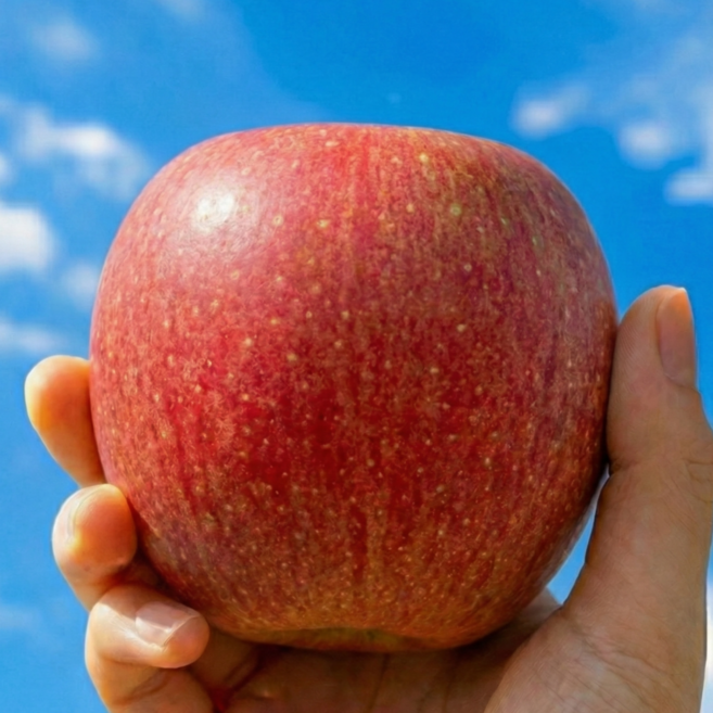 안동 부사 사과 가정용 사과 산지직송, 1개, 2kg