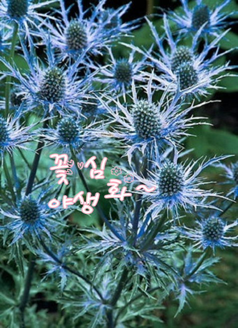 꽃심야생화 에린지움 노지월동다년초 마른꽃 오래피는꽃 가을식재용 10cm포트 모종, 1개