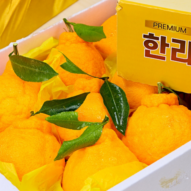 [산지직송 최적가] 프리미엄 한라봉 제주 고급 가성비선물세트, 1박스, 제주 한라봉 선물세트 3kg 8-11입 (+선물가방)