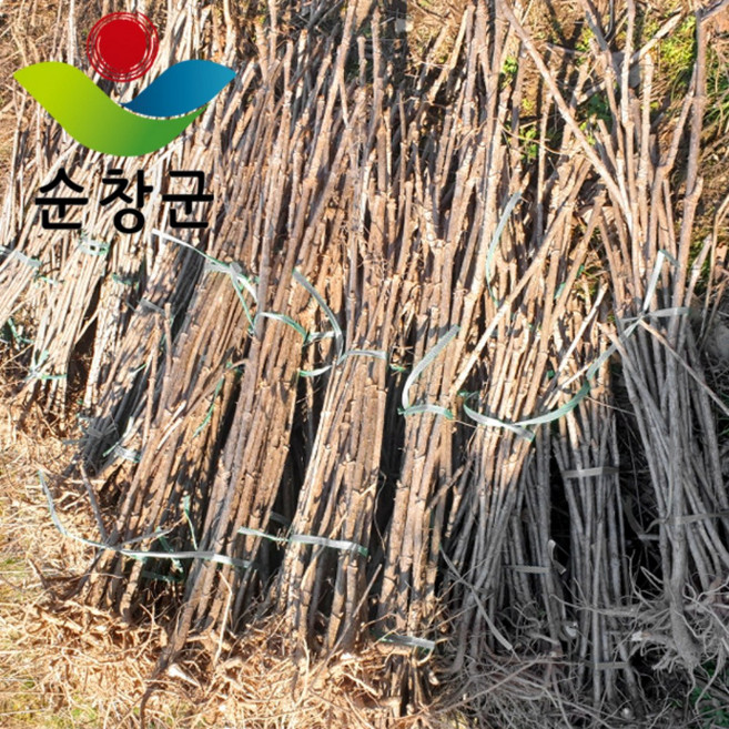 (신구) 참두릅 묘목 2년생 10개, 참두릅 묘목 10개, 1세트