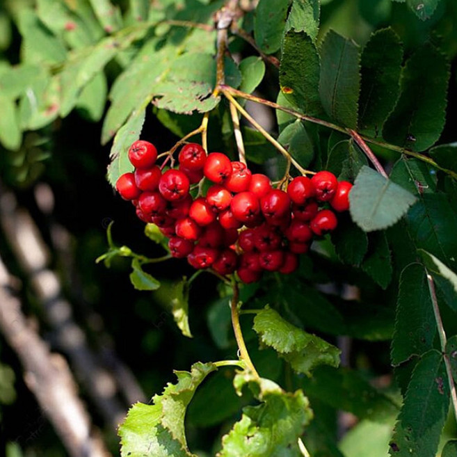 [경북농원] 마가목묘목 1년생 상묘 약용수 특용수, 마가목 1년생 20cm, 1개