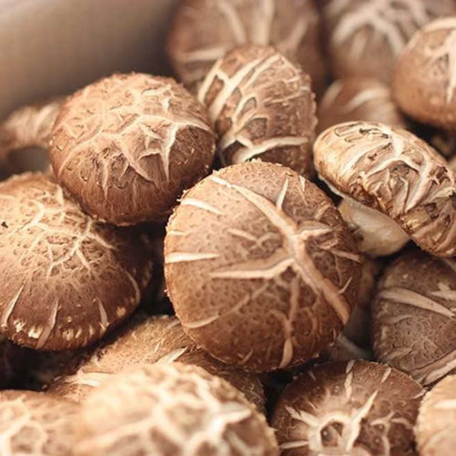 100% 산지직송 특품화고 생표고버섯 대용량표고버섯 급식용 양 많은 화고 표고버섯 고급형 (농장직배송) 화고 이유식 끝내주는 백화고, 화고-4kg, 1개