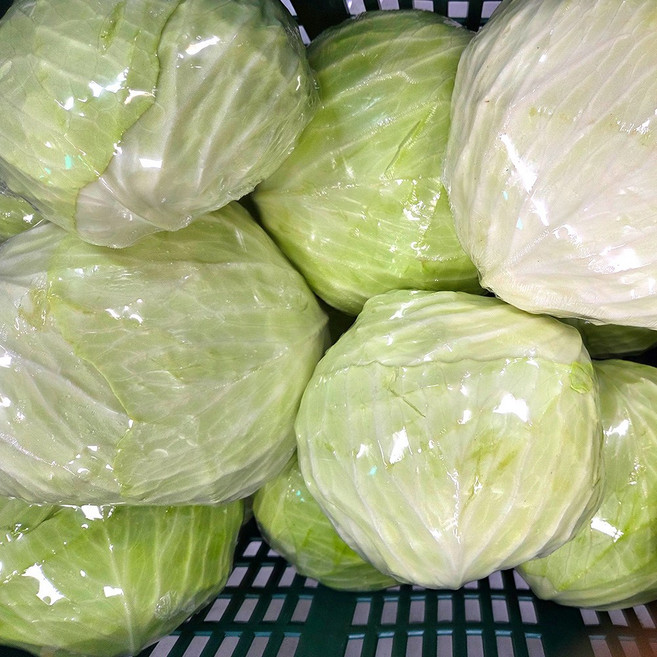 제주도 양배추 신선 채소 사각썰기 양배추, 1박스, 제주도 양배추 (사각썰기) 2kg