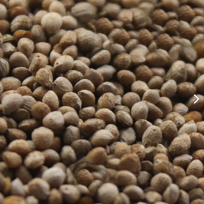 2025년산 국산 토종 햇 들깨 쌀아지매, 1개, 500g