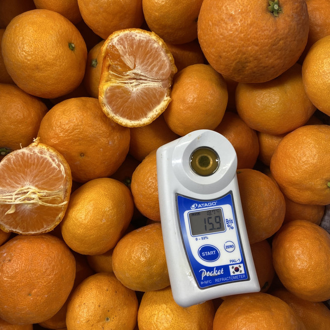 2026년 돌담농장 제주 카라향 가정용 선물용, 카라향 1kg 소과