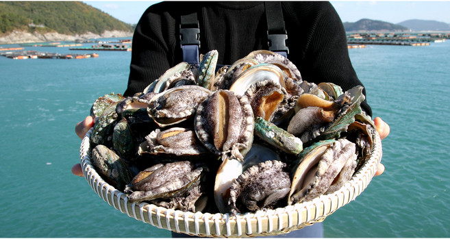 다복 청정바다를 담은 활전복, 1개, 500g(11~15마리)