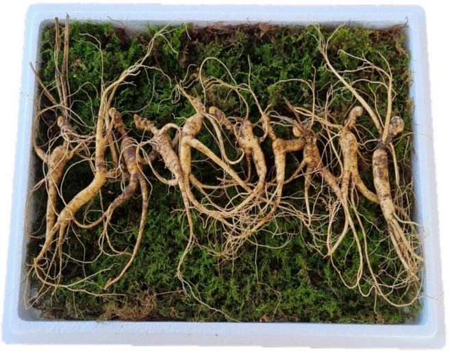 국산 강원도 파지삼 13~17년근 산삼 장뇌삼 13년근 10뿌리, 1개, 2. 13년근 10뿌리, 1mg