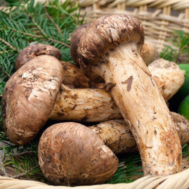 [최상급] 기력회복 송향 송화버섯 무농약, 1박스, 1kg