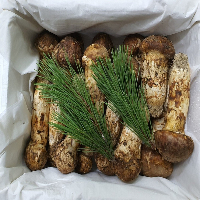 송이버섯 자연산 냉동 국내산, 2등급(7~12송이,크기랜덤) 500g, 1개