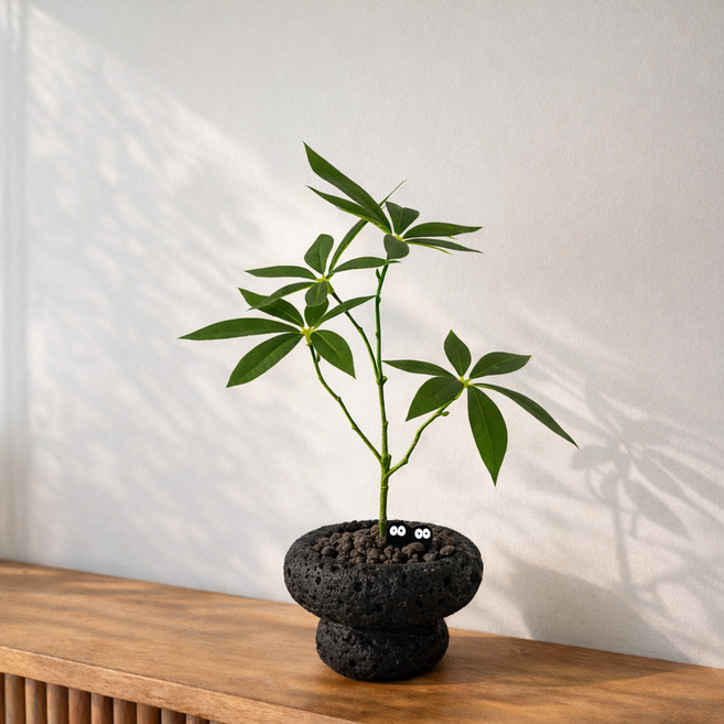 하이오브제 생화같은 파키라 나무 조화 화분, 1개, 스톤팟 파키라 (블랙)