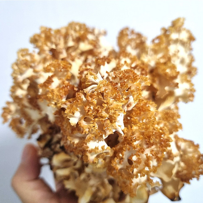 국내산 생 꽃송이버섯 산지직송 고함량 베타글루칸 면역력 증진 건강관리 부모님 선물세트, 1개, 50g(건꽃송이버섯)