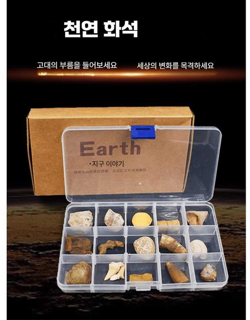 언유즈얼 앵무조개 생물 화석 조개 단면 앵무조개화석, 1개, 15개 화석 세트 C