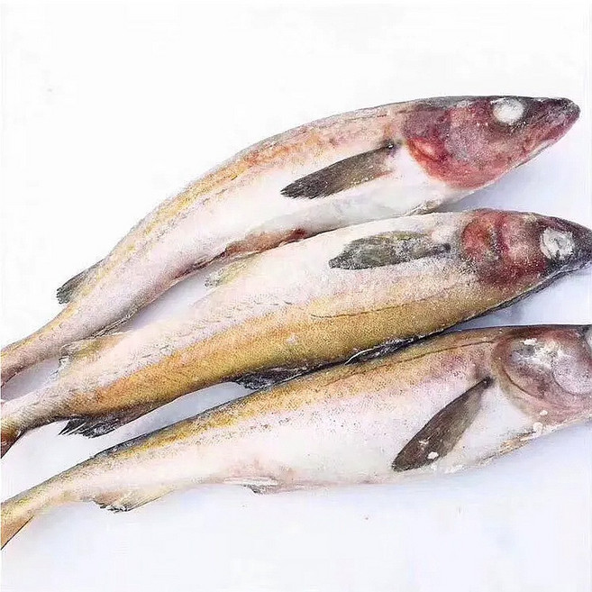 (배터짐) 업소용 통 냉동 동태 절단안됨 도매 (일요일&당일발송), 1개, 동태 6통 24미=21.5kg