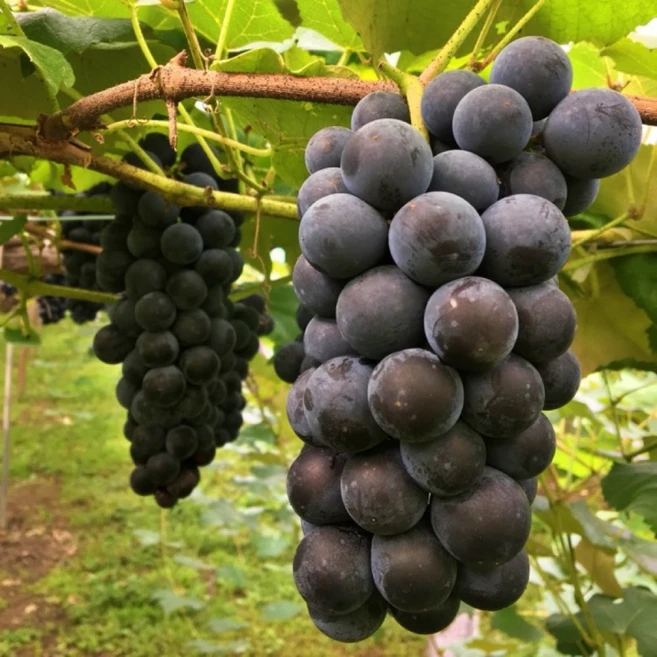 추위에 강한 포도나무 묘목 2주묶음 / 캠벨포도(삽) 내한성 병충해 강함 전국재배, 블랙 - 쿠팡