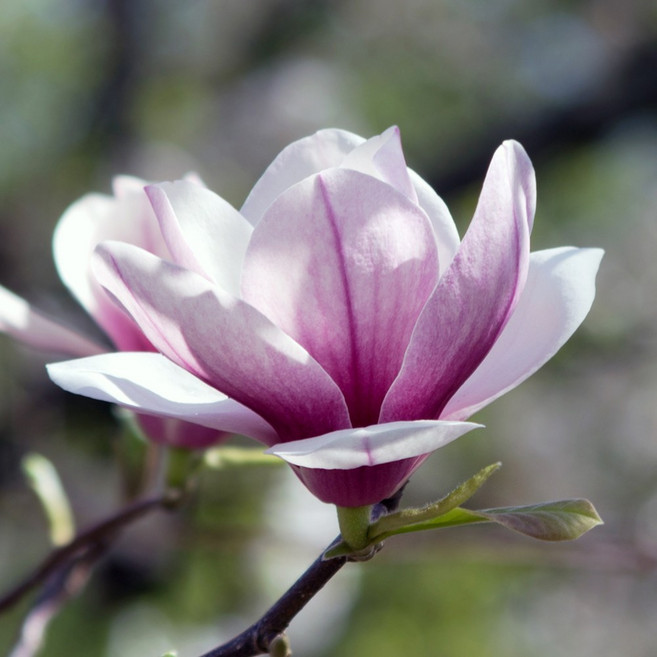 [충북농원] 솔란지 목련나무 묘목 - 분묘, R4/분 (용달비별도), 1개, R4/분