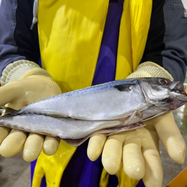 [역대급가성비] 부산 손질 자반고등어 10+2마리 참고등어, 1개, 1.7kg~2.3kg