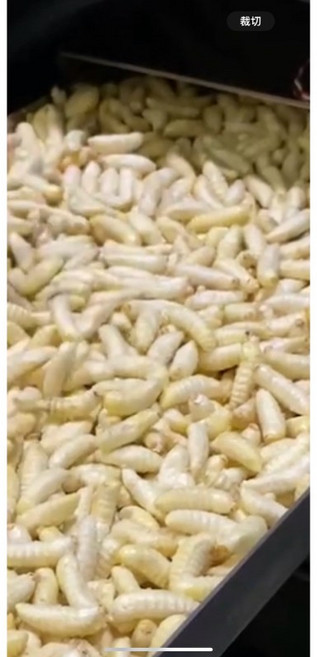 高蛋白營養 凍乾 蜂蛹 寵物凍乾食品, 1個