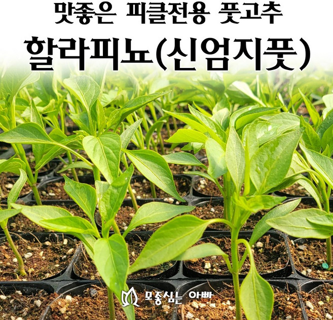 [모종심는아빠] 맛좋은 피클전용 풋고추 신엄지풋(할라피뇨) 모종, 1컵, 1개