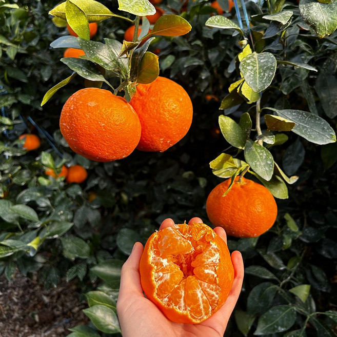 [1월한정]특가 당일수확 제주 레드향 가정용 못난이, 1개, 2.5kg