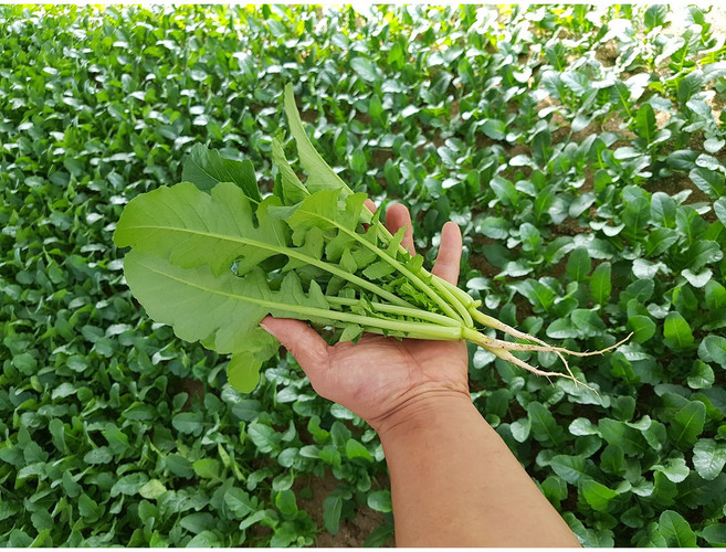 연하고 부드러운 포천 아기열무. 어린열무, 4kg, 1박스, 아기열무4kg