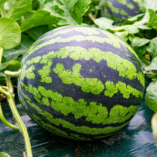 고당도 꿀 줄무늬 프리미엄 수박, 1개, 씨있는 수박(일반 줄무늬) 6kg