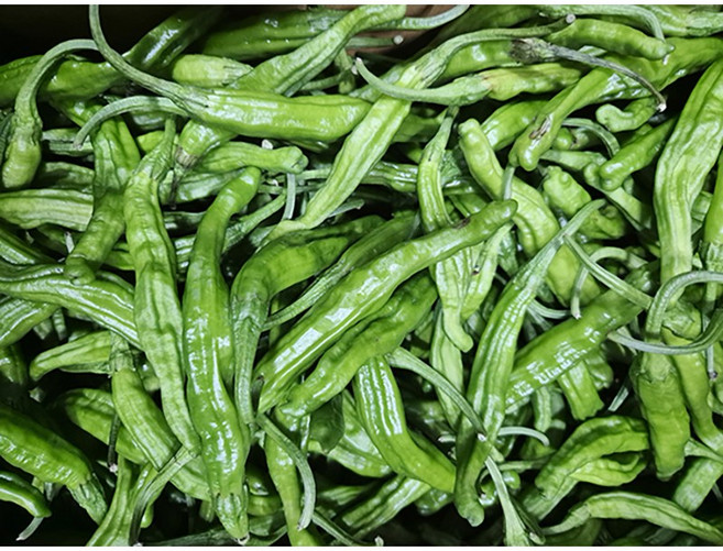국내산 못난이 꽈리고추 장조림용 짱아찌용 가정용 식당용 대용량, 1개, 500g