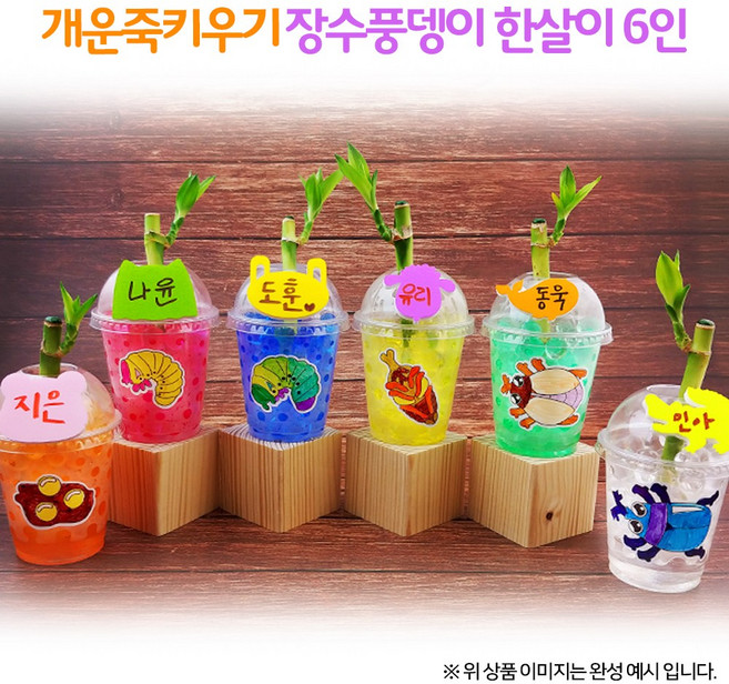 개운죽키우기 장수풍뎅이한살이(6인용)1008720, 단품