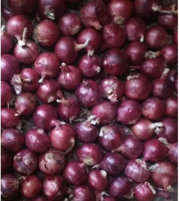 베트남산 샬롯(Shallot) 미니양파 1kg, 1개
