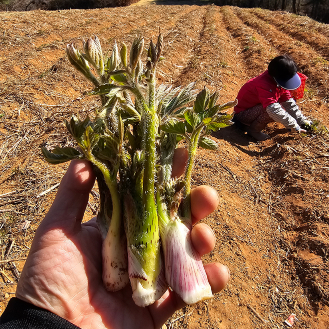 남해 최상급 땅두릅, 1박스, 1kg