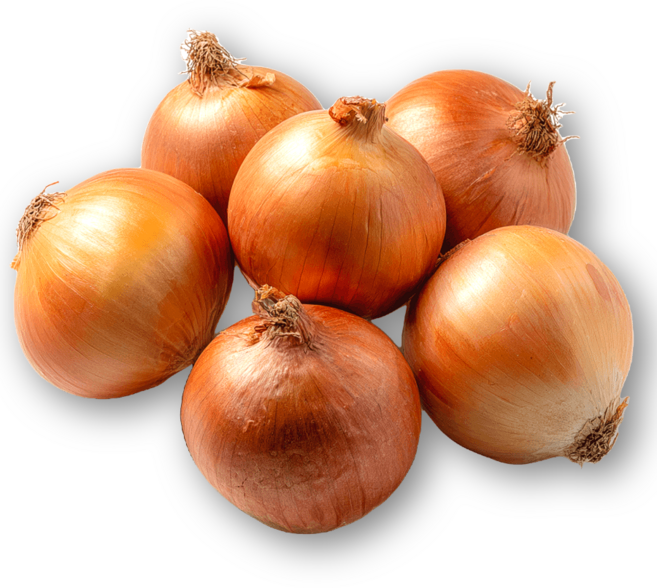 25년 국내수확 합천 햇양파 (특) 사이즈, 3kg, 1개