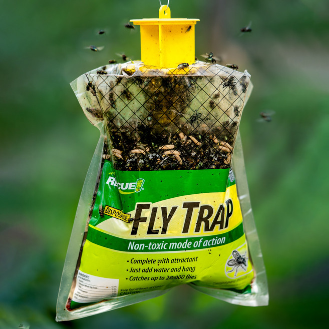 레스큐 플라이트랩 파리퇴치기 기본형 2만마리 포획 트랩 박멸 제거, 1개