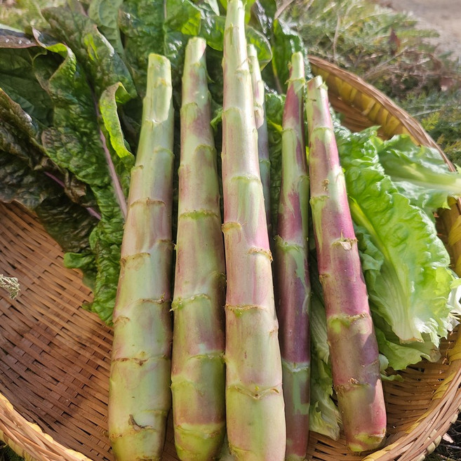 강원도 신선한 유기농 궁채, 1개, 1kg