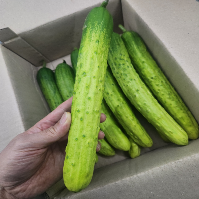 [국내산] 아삭아삭 백오이 백다다기 오이, 1개, 2kg