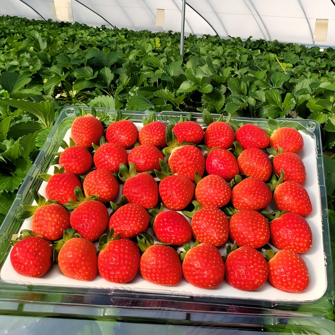 최상급 산지직송 설향딸기, 1개, 700g, 상(20~35구)