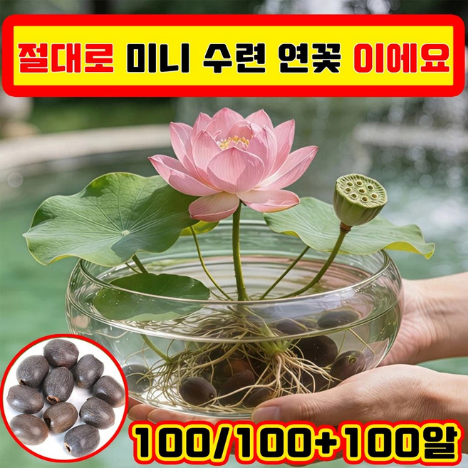 100/200/300알 미니수련 연꽃 씨앗 관상용 수경 재배 연꽃 씨앗 수경식물 수경재배 연꽃씨앗 혼합 색상 행운 수반 연꽃 종자 실내식물 사은품 랜덤 증정, 100개
