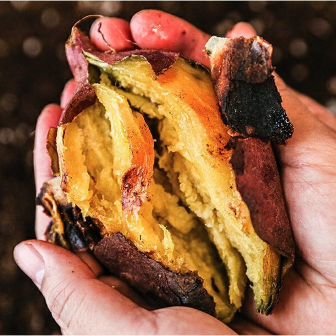 [신선집중] 25년 고구마 고창 김민상님의 황토밭 햇 꿀밤고구마, 1박스, 5kg