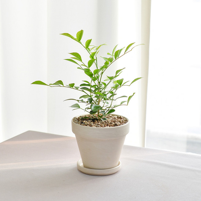 오렌지자스민 키우기 쉬운 은은한 꽃향기 공기정화식물 인테리어식물, ., 오렌지자스민(소)+독일토분 화이트크림 11호+받침9호, 1개