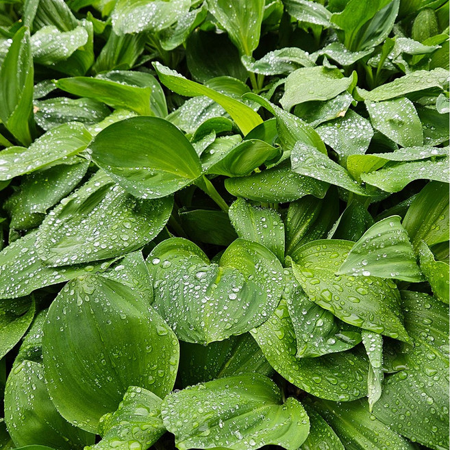 강원도 생 명이나물 대명이 산마늘 울릉도종, 500g, 1박스