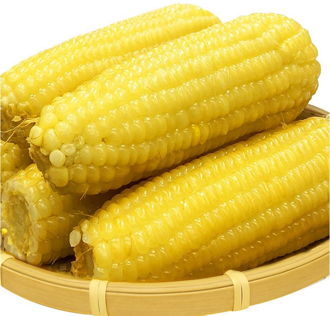 진생마트 쫀득쫀득 찰옥수수 벌크 백찰, 250g 내외, 20개