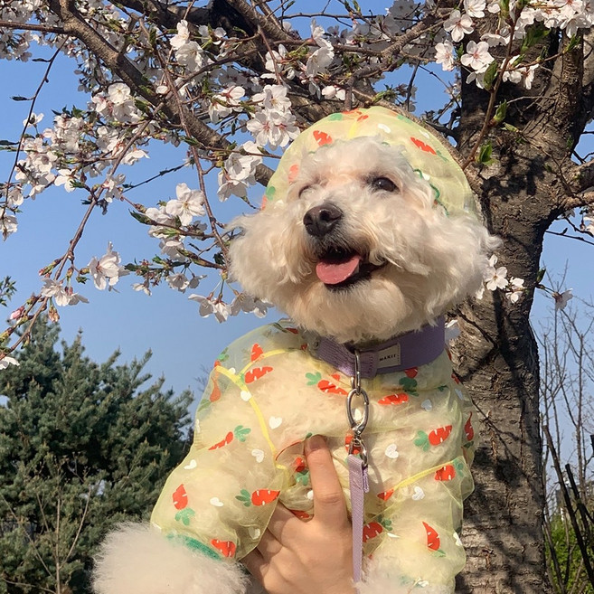 [당근] 강아지 해충방지 옷 진드기 방지 옷 메쉬올인원, 1개