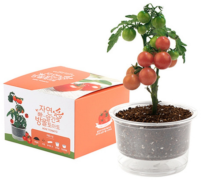 식물키우기 자연애마이가든(방울토마토), 방울토마토
