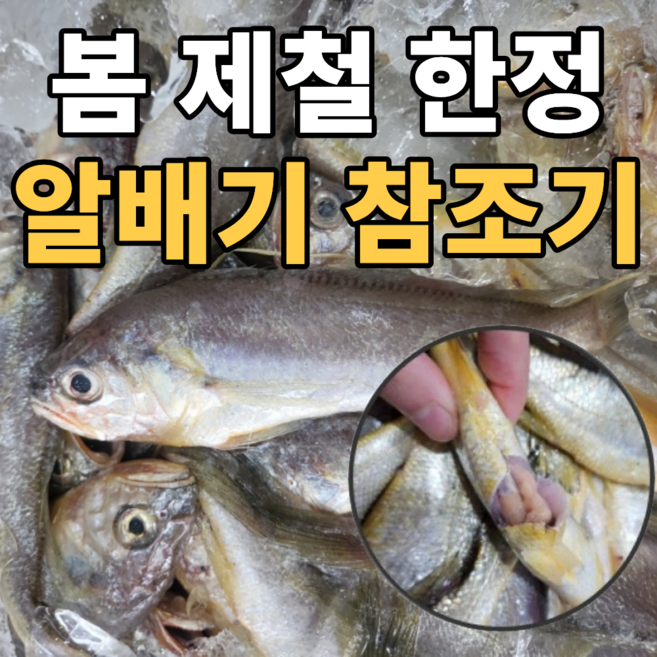 [봄제철한정] 국내산생물 특상품 알배기 참조기, 1개, 1kg