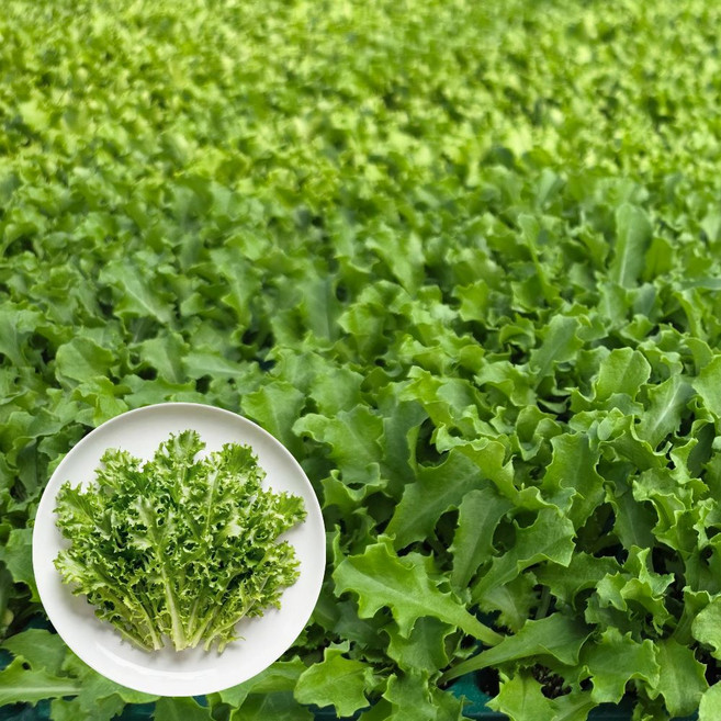 [오감] 청치커리 모종 가을 채소 치커리 묘종, 50개