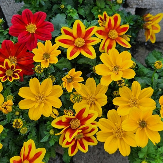 비덴스 혼합 꽃화분 야생화 반려식물 남서울식물원, 3개, 단일