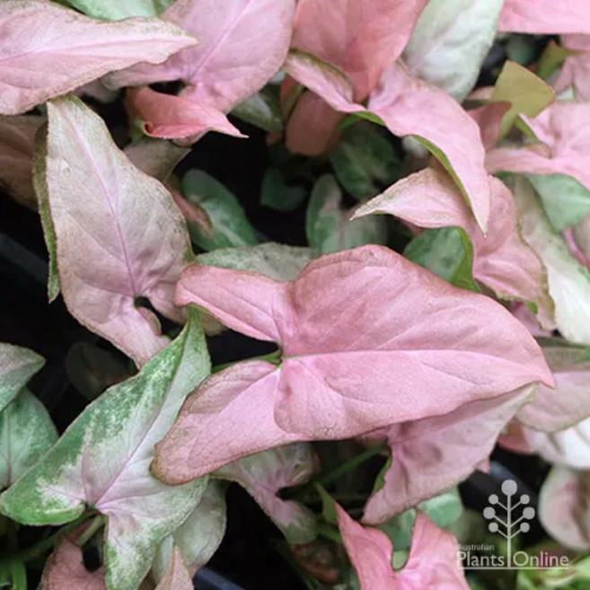 粉紅佳人合果芋3-4吋盆栽 觀葉植物 淨化空氣 療癒植栽, 1個