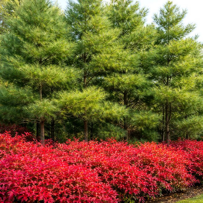목하원예조경 5주묶음남천나무 묘목 80cm전후 울타리경계 정원조경나무 겨울조경 붉은열매 남천 노지월동, 단일, 1개