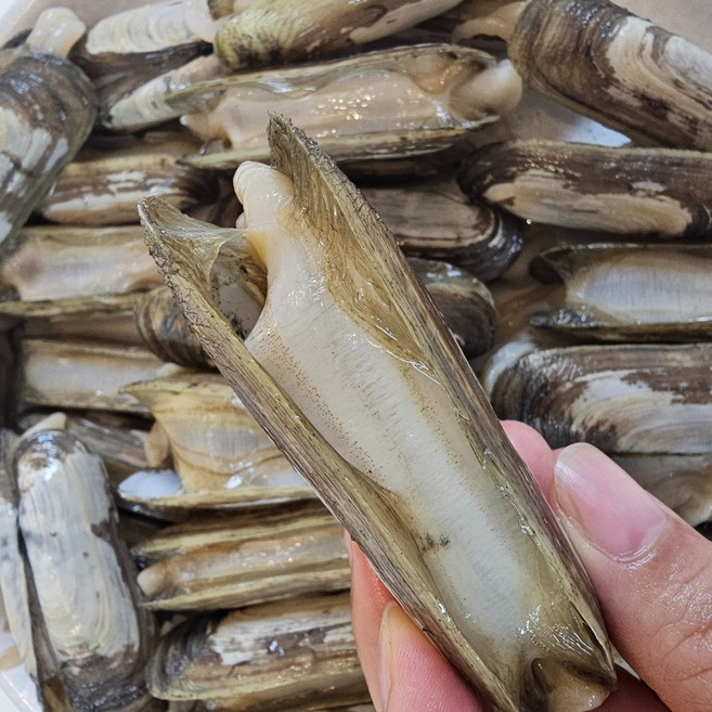 더맛곳간 국산 생물 가리 맛조개 순천 자연산, 1개, 500g