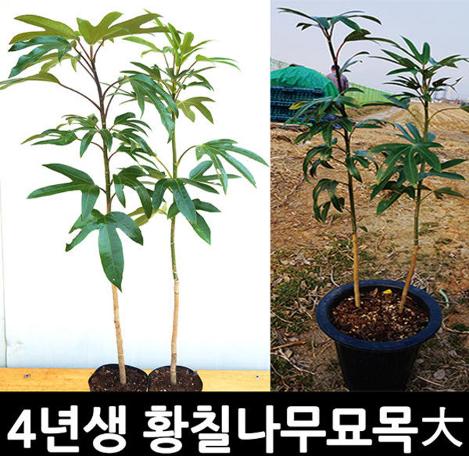 [노지황칠묘목] 4년생 황칠나무 묘목(대사이즈)-2주세트